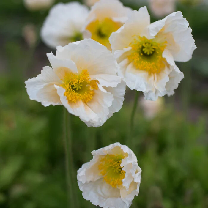 200+ Iceland Champagne Bubbles White Poppy Seeds for Garden – FREE SHIPPING!