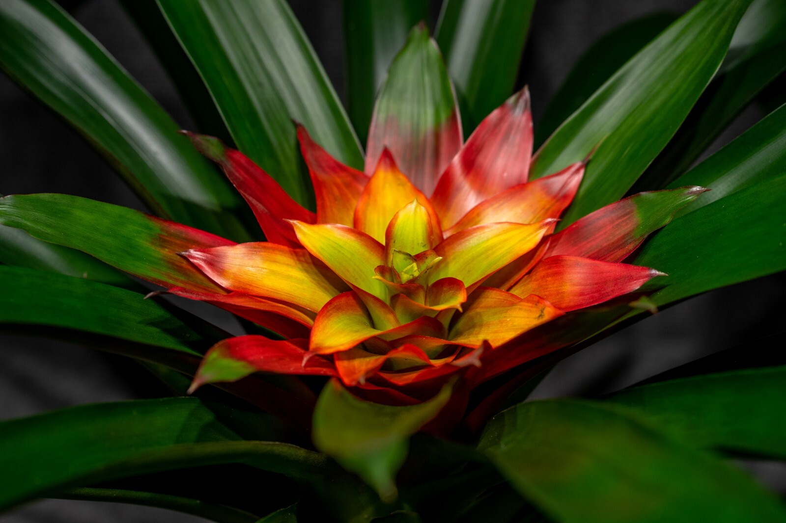Bromelia – Guzmania Optima 6″ pot – Live plant