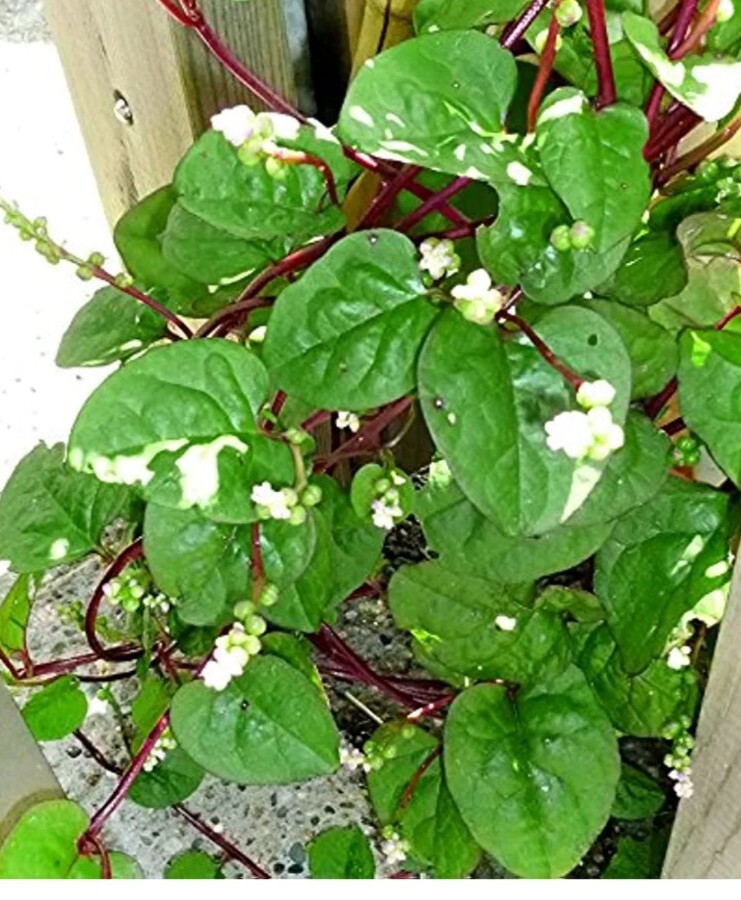 Organic Malabar Spinach seeds lot of 20+ on dry stem big clusters of multiple
