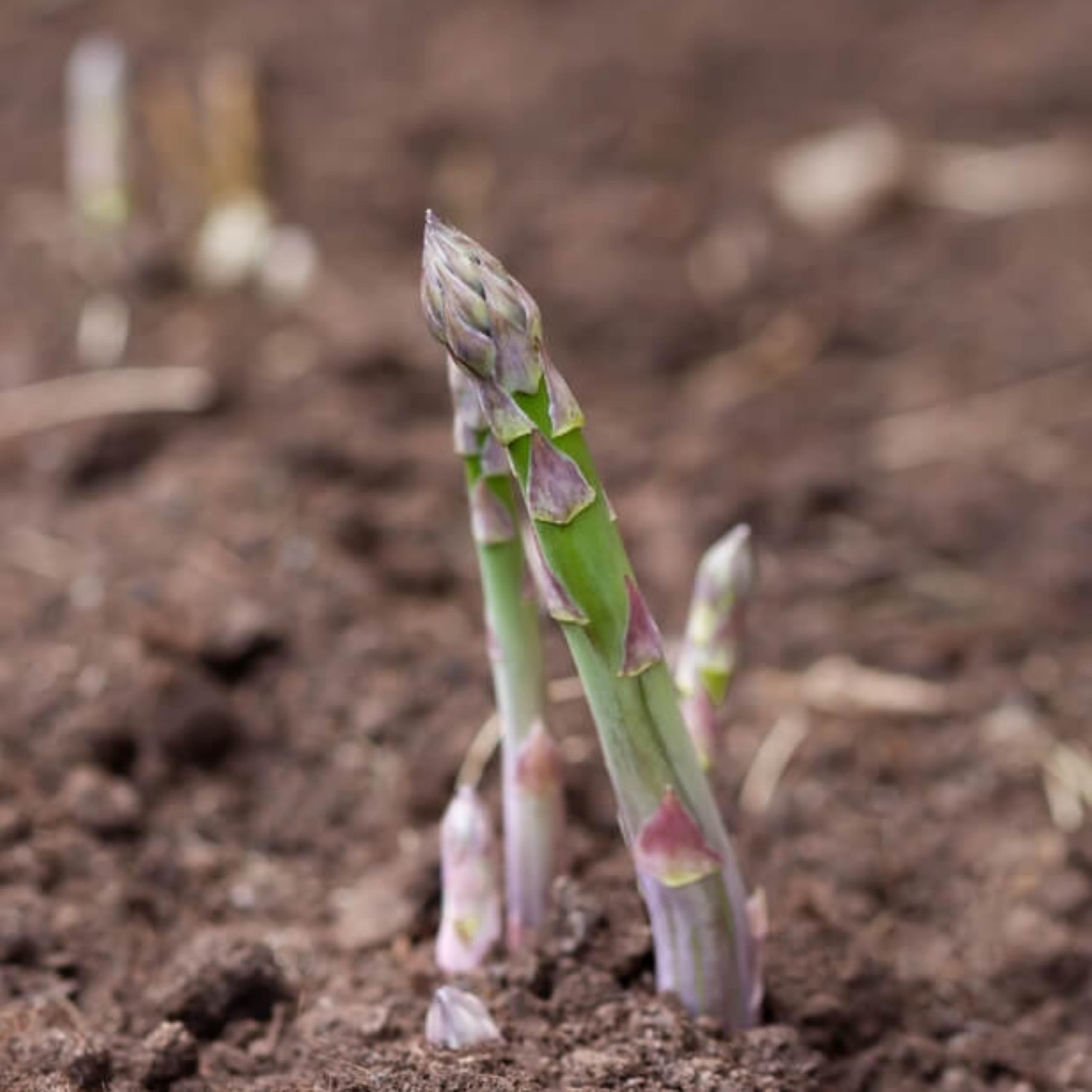Non-GMO Heirloom Asparagus Seeds – Mary Washington Perennial Vegetable (5 Packs)