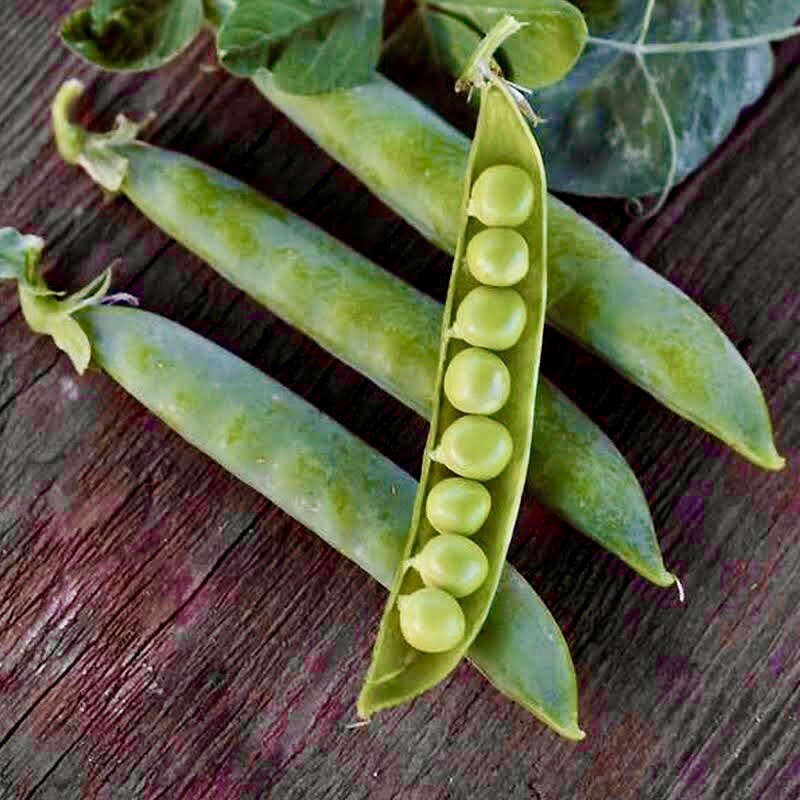 30 Green Arrow English Pea Seeds | Pods |Garden Vegetable Seeds| Non-gmo