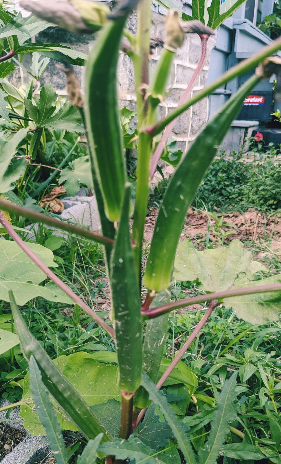 25 Go Big Okra Seeds | Big delicious okra | Abelmoschus esculentus