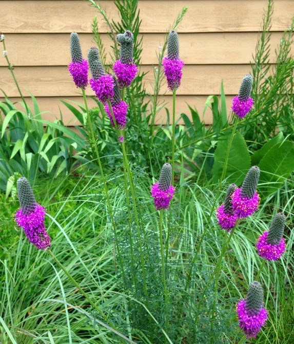 500+PURPLE PRAIRIE CLOVER Seeds Wildflower Nitrogen Fixing Drought Heat Cold