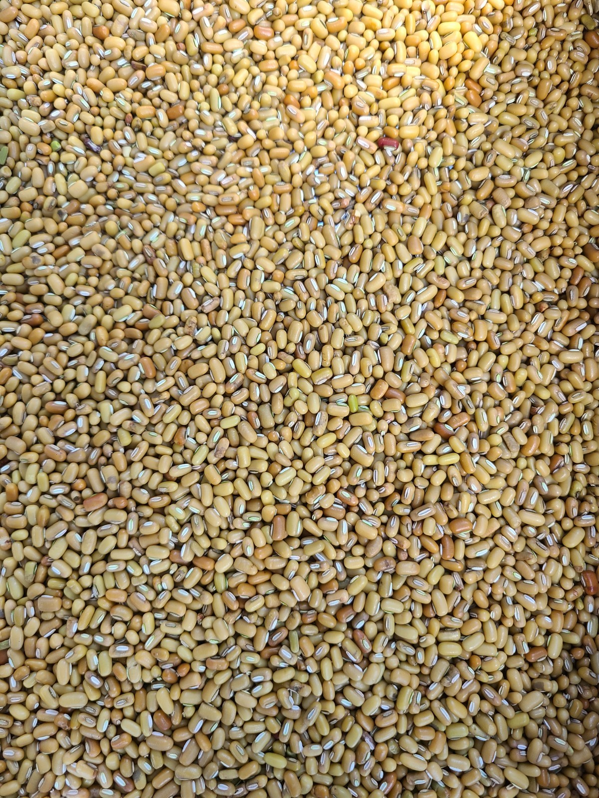 30 Yellow Rice Bean Seeds (Vigna umbellata)