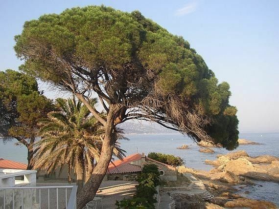 Pinus pinea Italian Stone Pine Nut 10 seeds