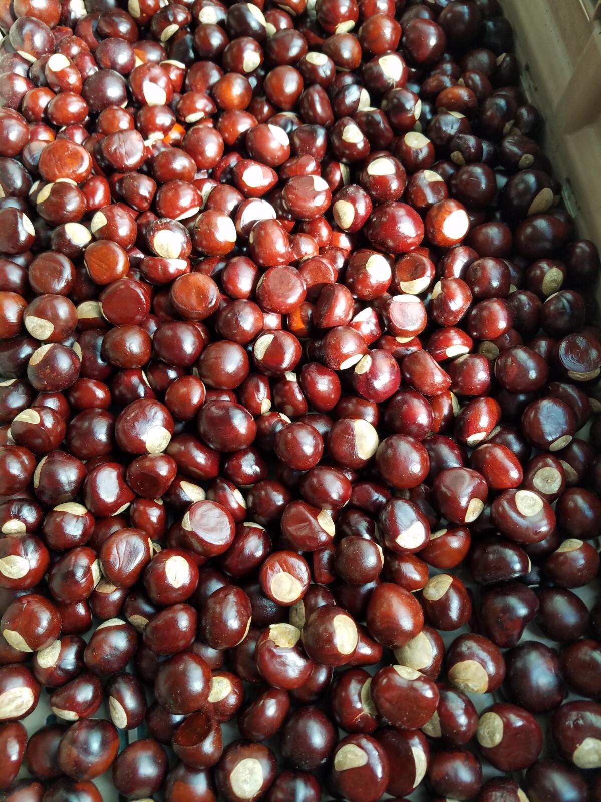 Ohio Buckeye Seed/ Fresh Buckeye Nuts/ Natural Buckeye Nut – 100 pcs