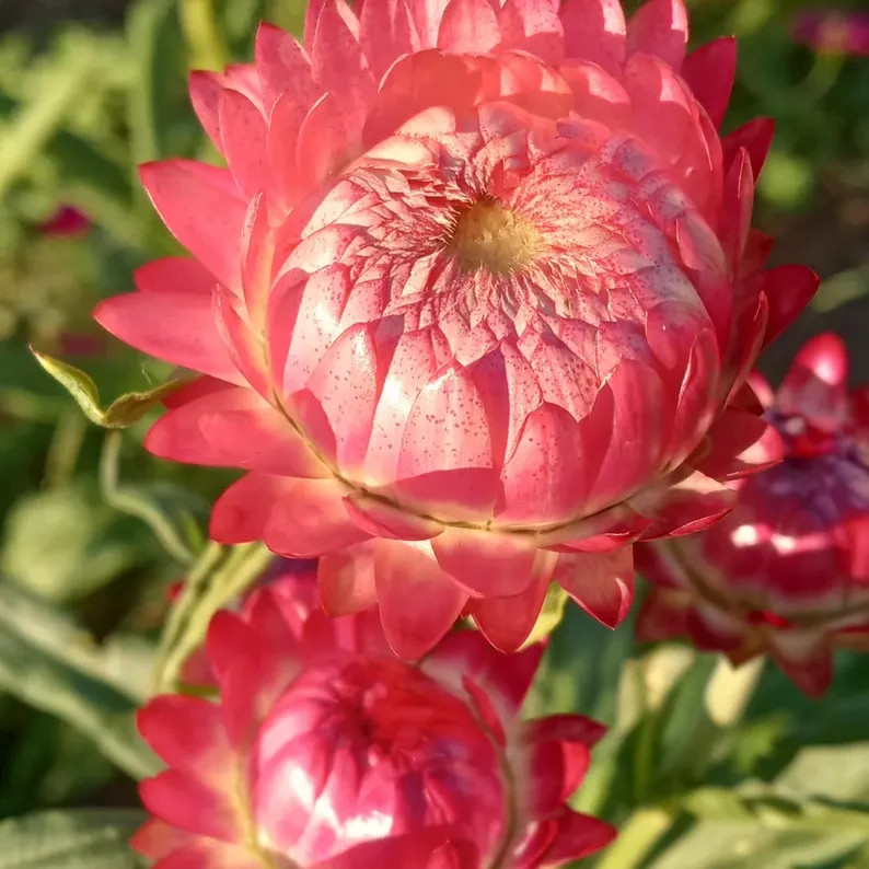 Monster Mix Strawflower Seeds, Tall Double Mix, Xerochrysum bracteatum