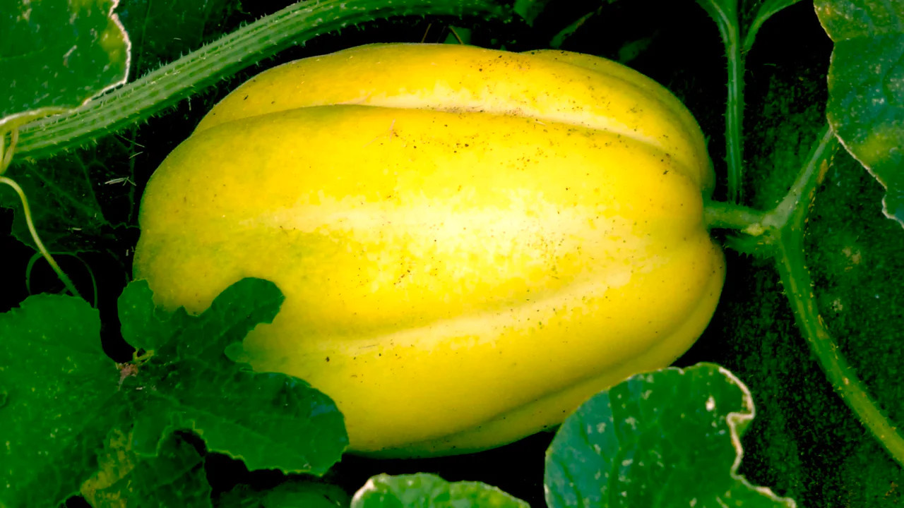 Golden Giant Korean Melon Seeds | Hybrid Chamoe Honeydew Seed 2024 Fast Shipping
