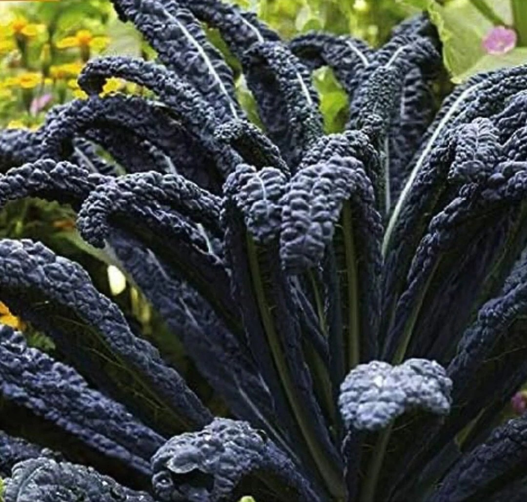 200+ Black Magic Kale Seeds ——— FRESH