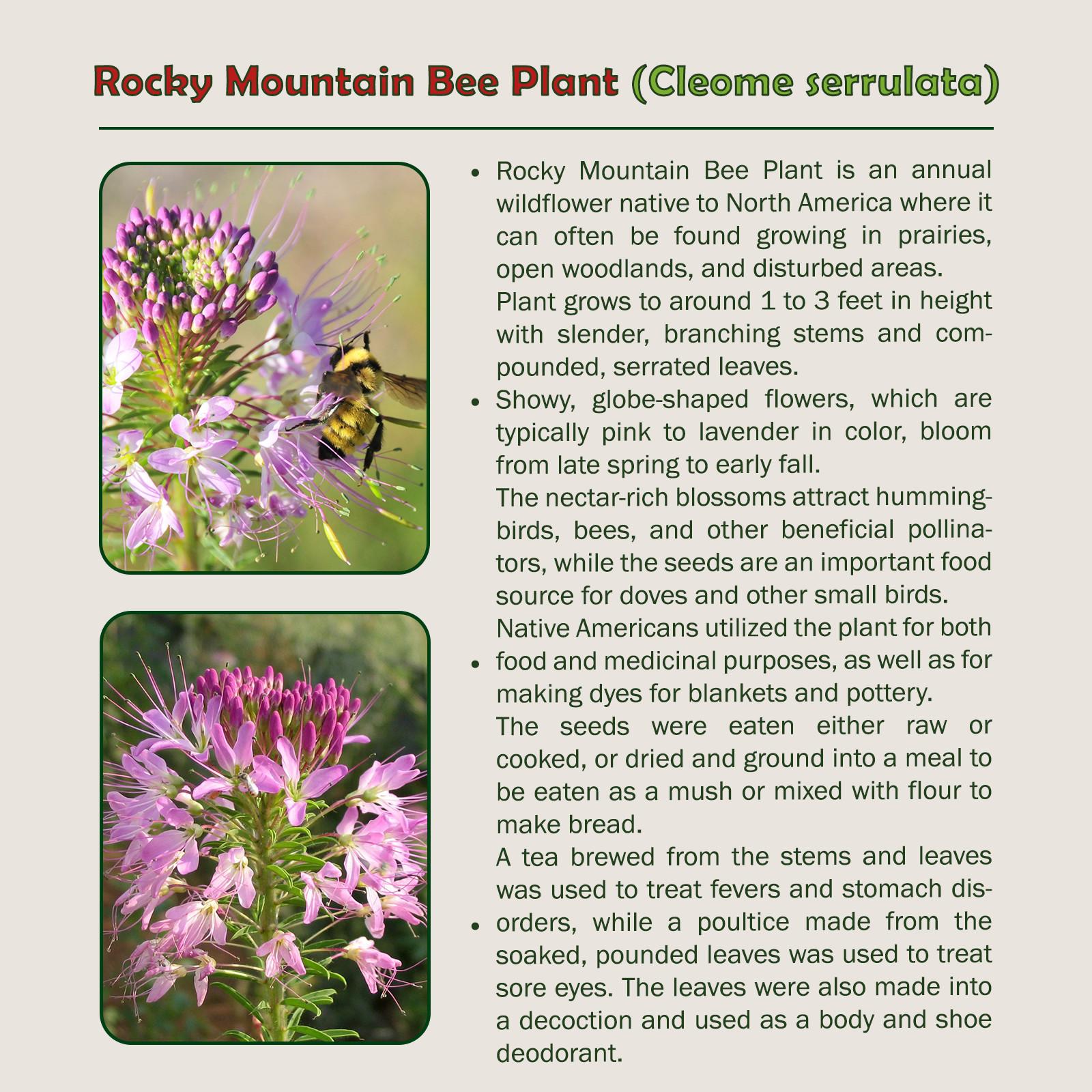 200 Rocky Mountain Bee Plant Seeds, Cleome serrulata, Bee & Pollinator Attractor