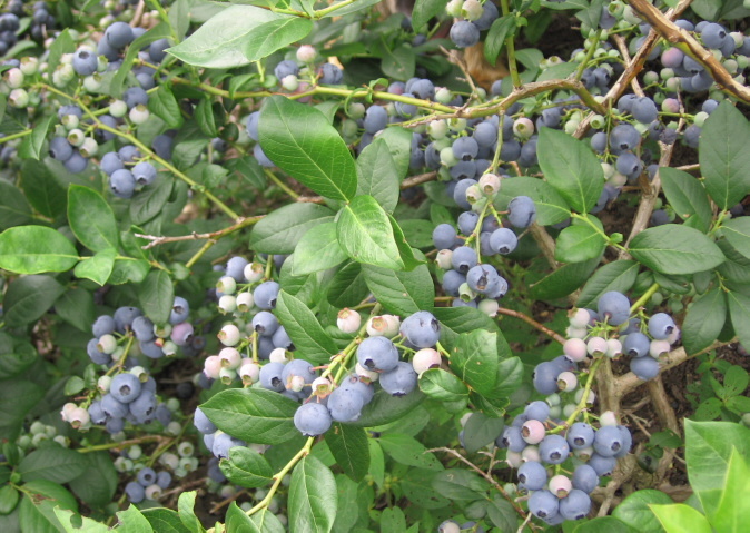 Lowbush Blueberry, Vaccinium angustifolium, Seeds (Edible, Showy, Fall Color)