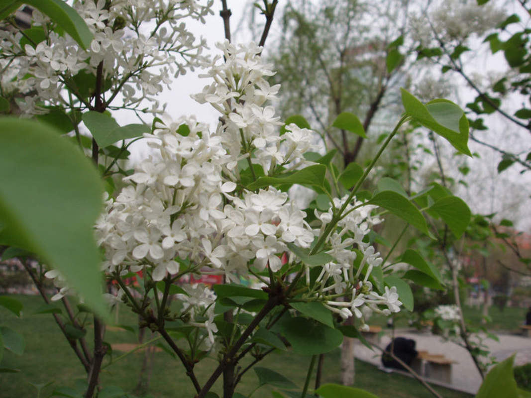 1-1000 PCS Early Lilac Tree Seeds Syringa Oblata White Purple Shrub Flower 0172