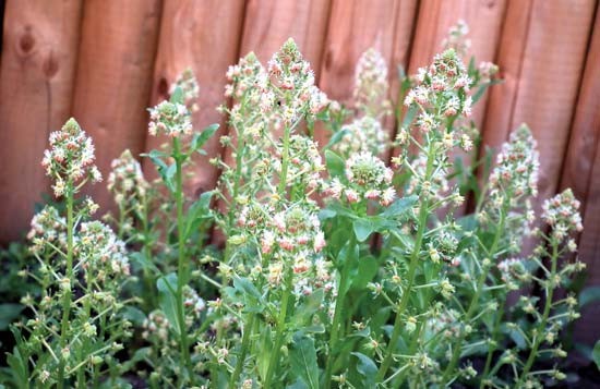 Sweet White Mignonette Reseda odorata Flower Seeds Free Shipping!