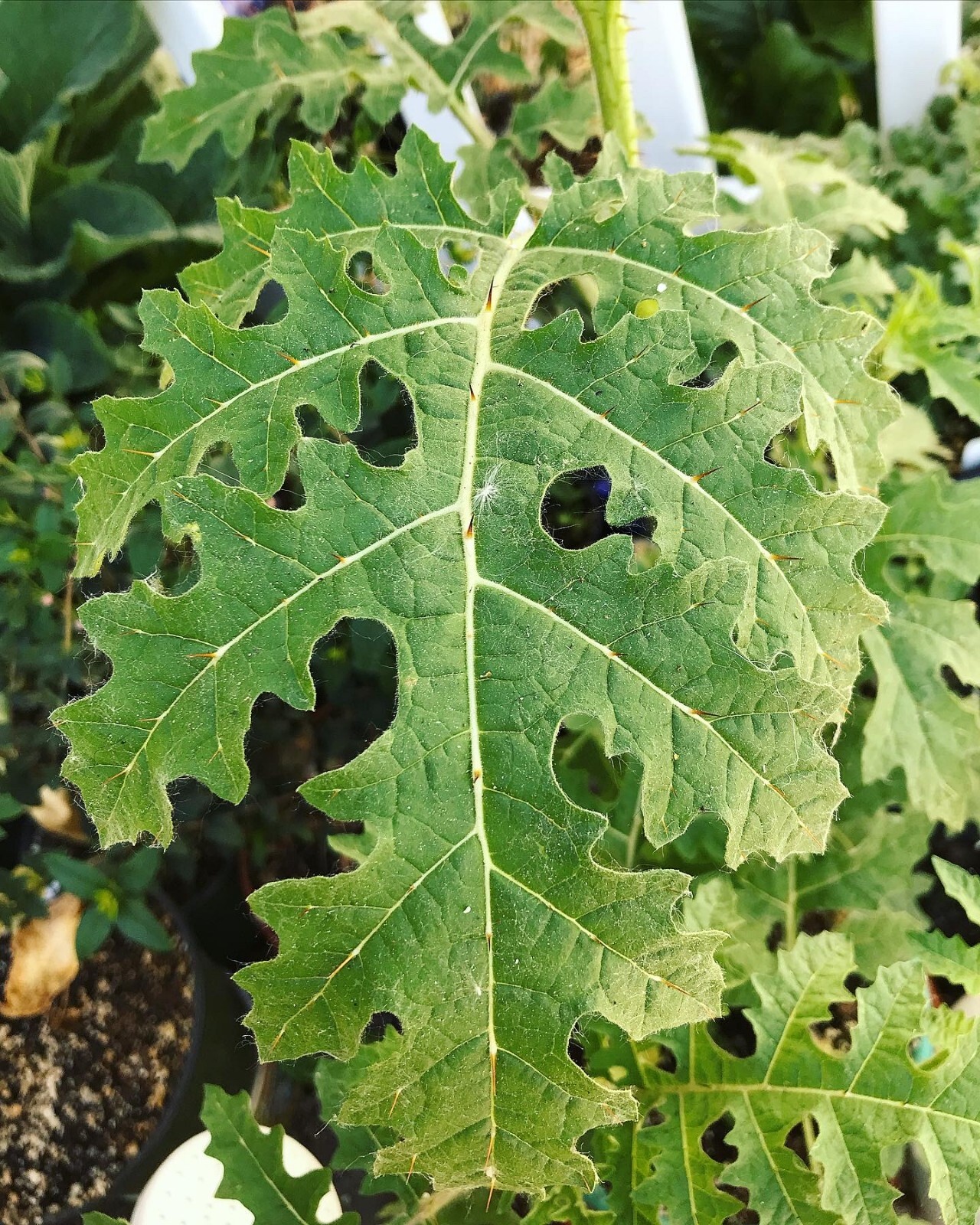 Solanum sisymbriifolium, Litchi Tomato Seeds, Wild Edible Plant