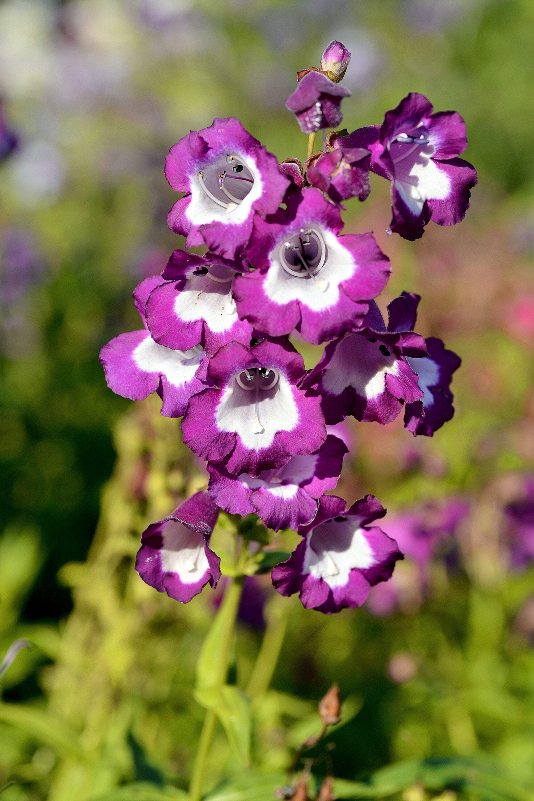 100 SENSATION MIX PENSTEMON Hartwegii Beardtongue Mixed Colors Flower Seeds