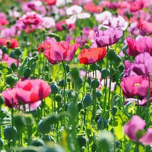 20,000+ Beautiful Organic Mixed Solids P somniferum Poppy Seeds for Planting
