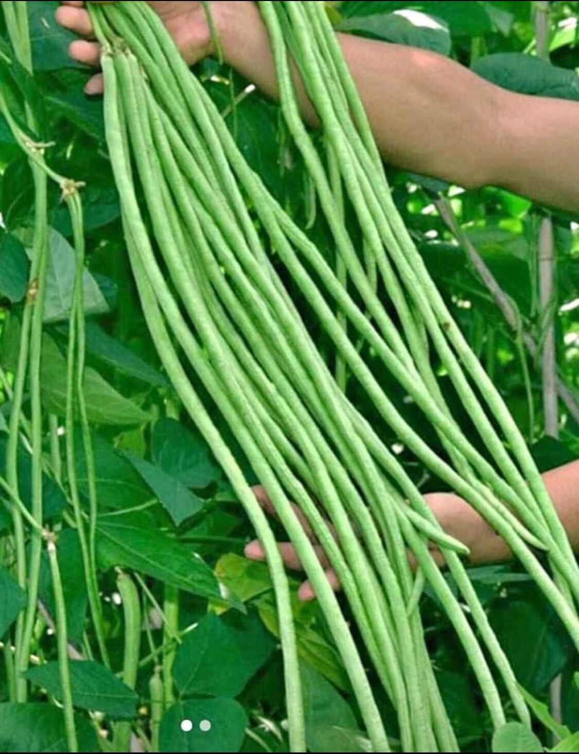 50+ SEEDS I String Beans I Yard Long Bean (Green) | Sitaw | NON-GMO