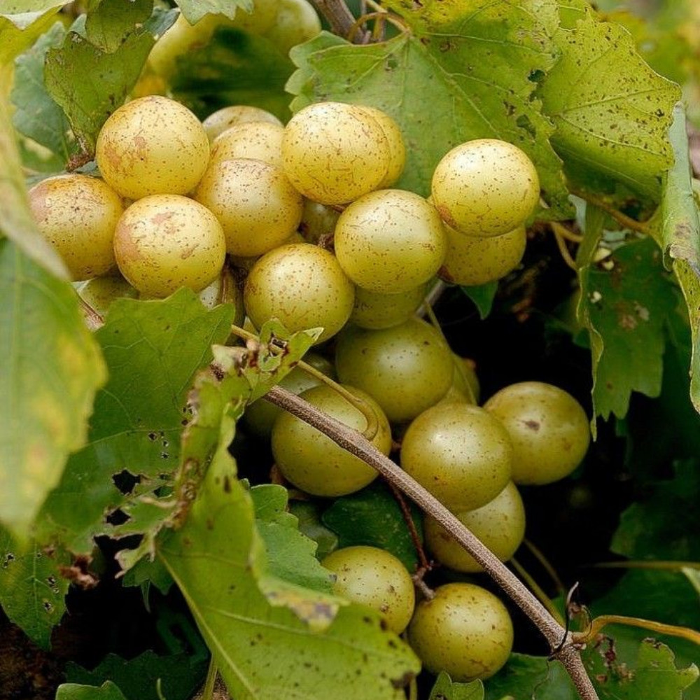 Carlos Muscadine Grape Vine Live Plant 4-6 Inches Rooted Easy Fruiting Variety