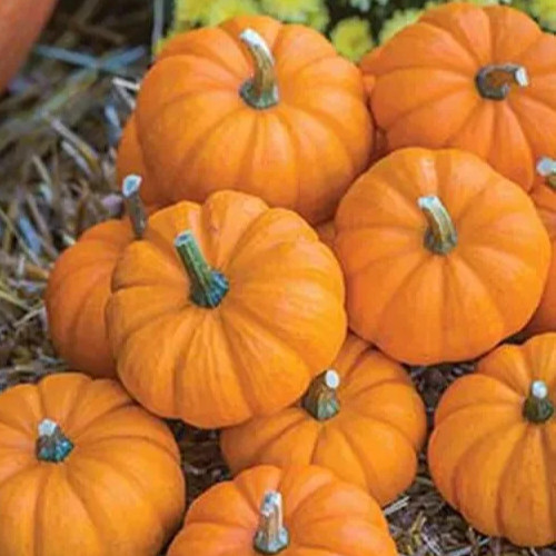 JACK BE LITTLE PUMPKIN SEEDS 30+ vegetable GARDEN Halloween DECOR free SHIPPING