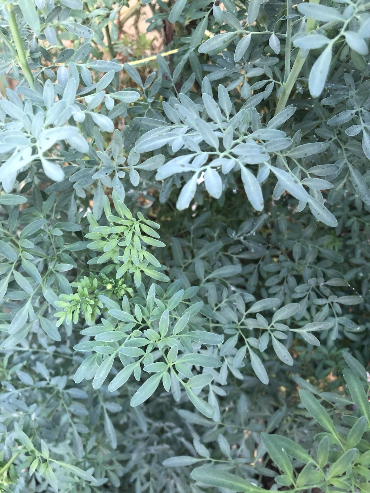 1 Common Rue Plant 6” Ruda Ruta Graveolens Live Plant Ready To Plant