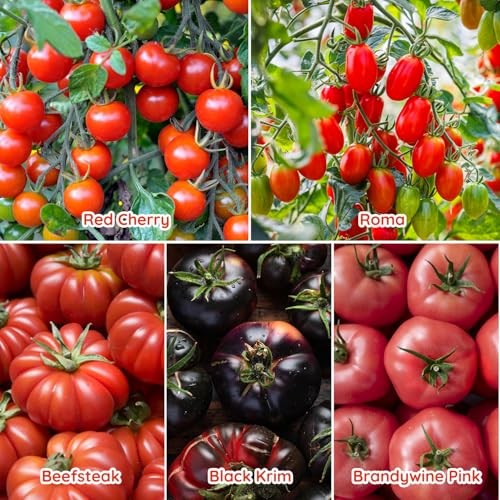 10 Heirloom Tomato Seed Varieties Packet – Non-GMO, Open 10 Tomato Collection
