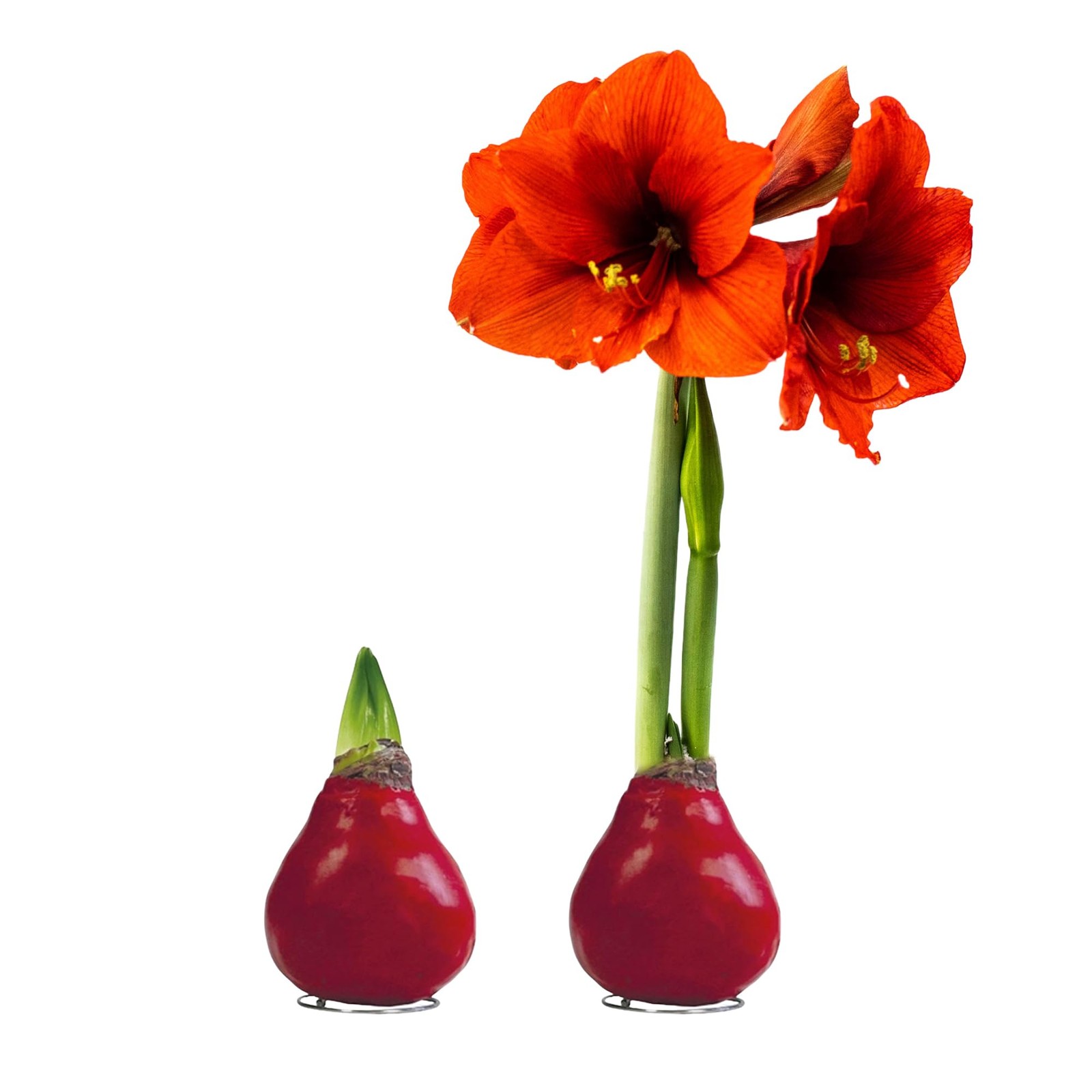 Waxed Amaryllis Bulb – Red Wax with Blooms – Live Holiday 1 Pack,