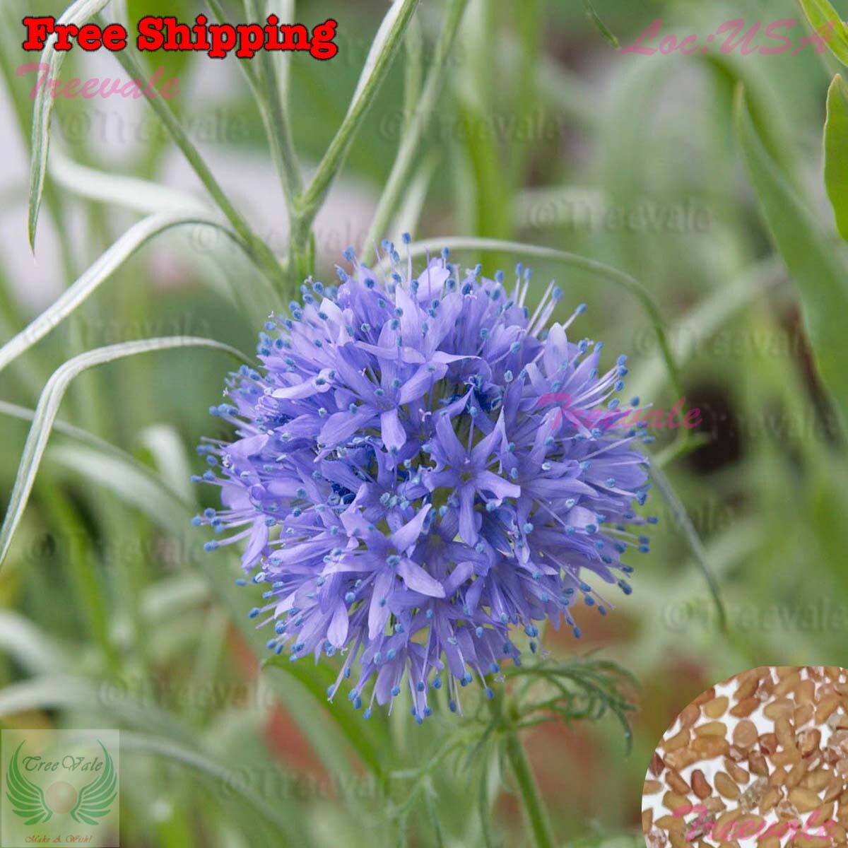 Gilia Capitata Seeds – Queen Anne’s Thimbles Blue | Flower Seeds
