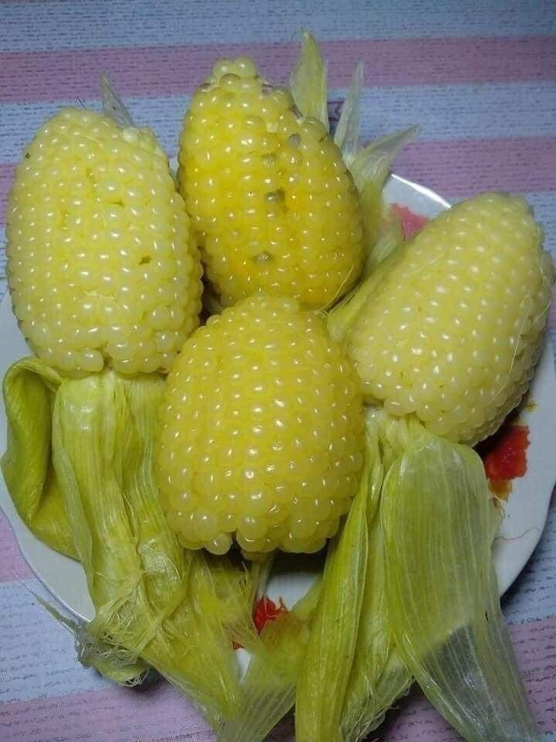25+ BAP NEP NU SUA round Shape Corn Seeds Waxy Glutinous Corn Seeds Rare Find Cu