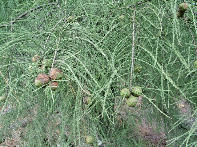 15 MONARCH OF ILLINOIS BALD CYPRESS SEEDS – Taxodium distichum ‘Monarch of Ill
