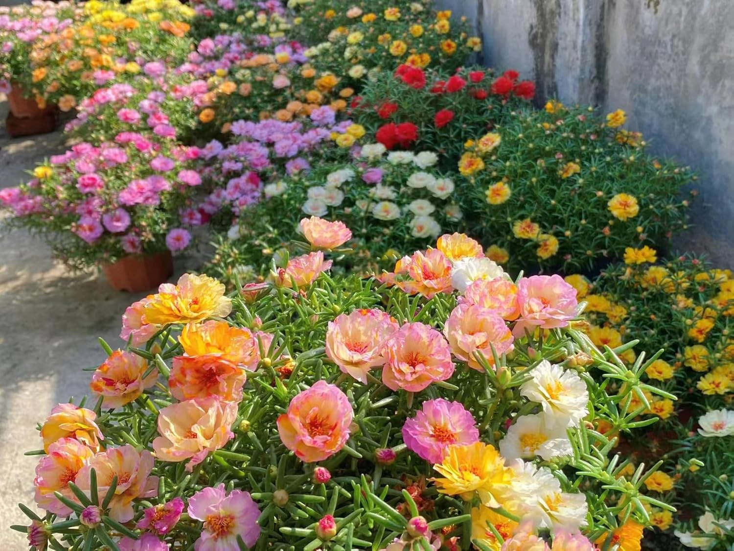 Moss Rose Seeds for Planting Outdoors, Pack of 10000 Portulaca Grandiflora Flowe