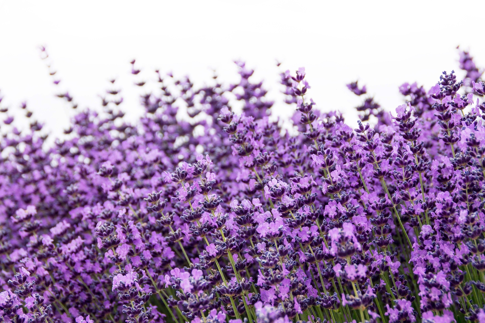 500 TRUE ENGLISH LAVENDER VERA Lavandula Angustifolia Herb Flower Seeds *Flat SH