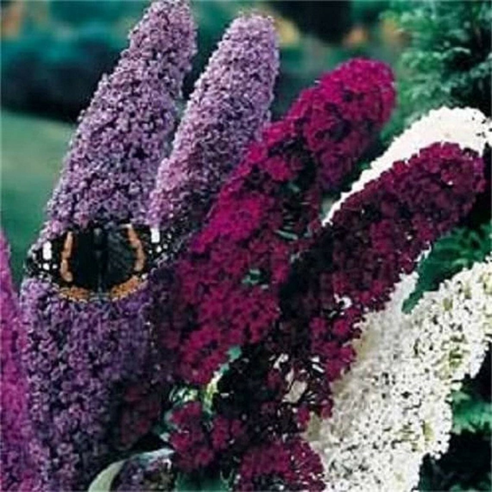 100 Mixed Colors Butterfly Bush Buddleia Davidii Flower Shrub Seeds