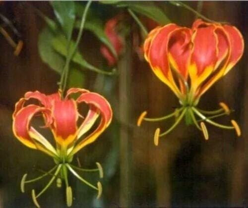 Preorder – 1 “Plantii” Gloriosa – Top Size 5-9 cm (Bulb Not Seeds) – US Seller