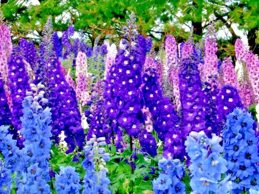 600+LARKSPUR Rocket IMPERIAL Mix Seeds Native Wildflower Cut Flowers Pollinators