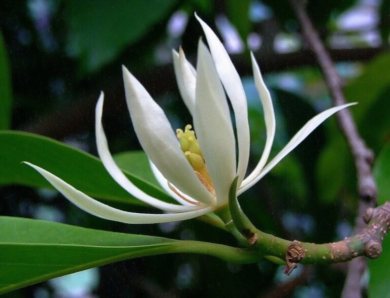 5 SUPER RARE Michelia Alba / Magnolia (White Flowers) seeds Ngoc Lan trang