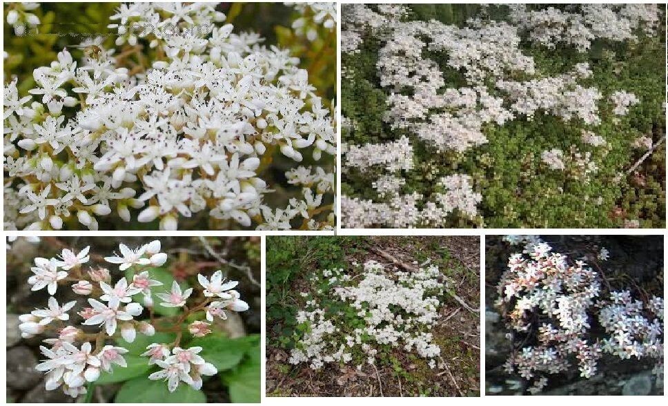 White Crystal Pink Sedum Stone Crop Perennial Flowers 100 + SEEDS USA Grown