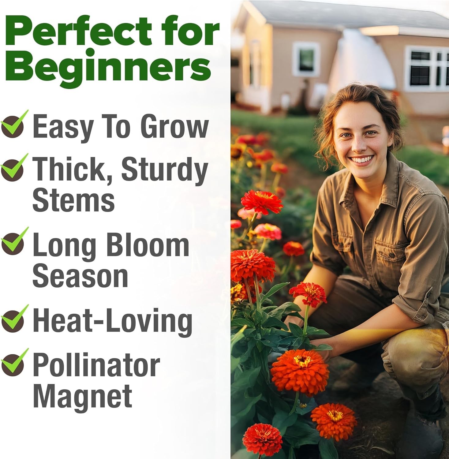 150 Count Will Rogers Zinnia Seeds – High Germination & Low Maintenance Blooms