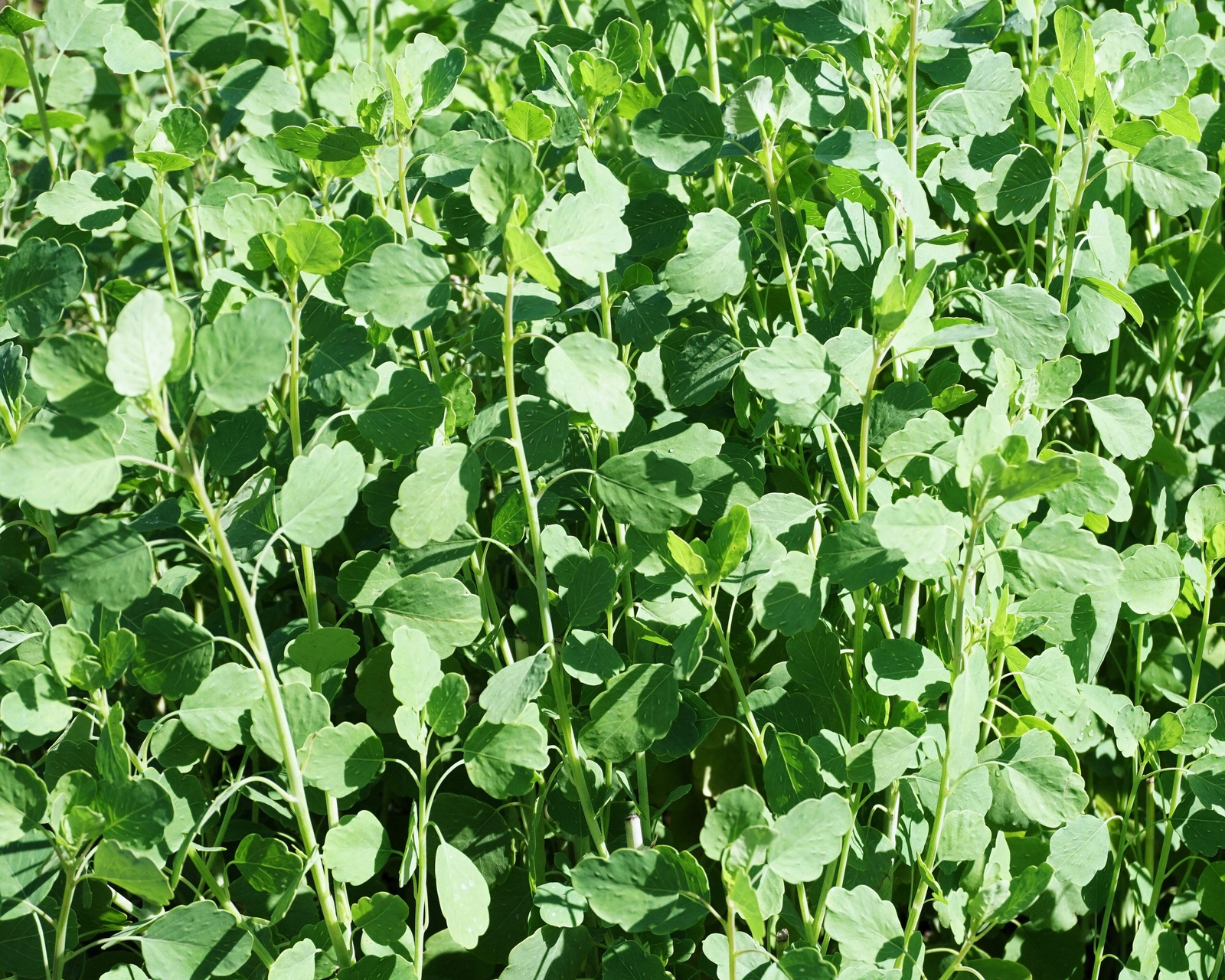 25 PAPALO Yerba Porosa, Summer Cilantro, Bolivian Coriander, Porophyllum Seeds