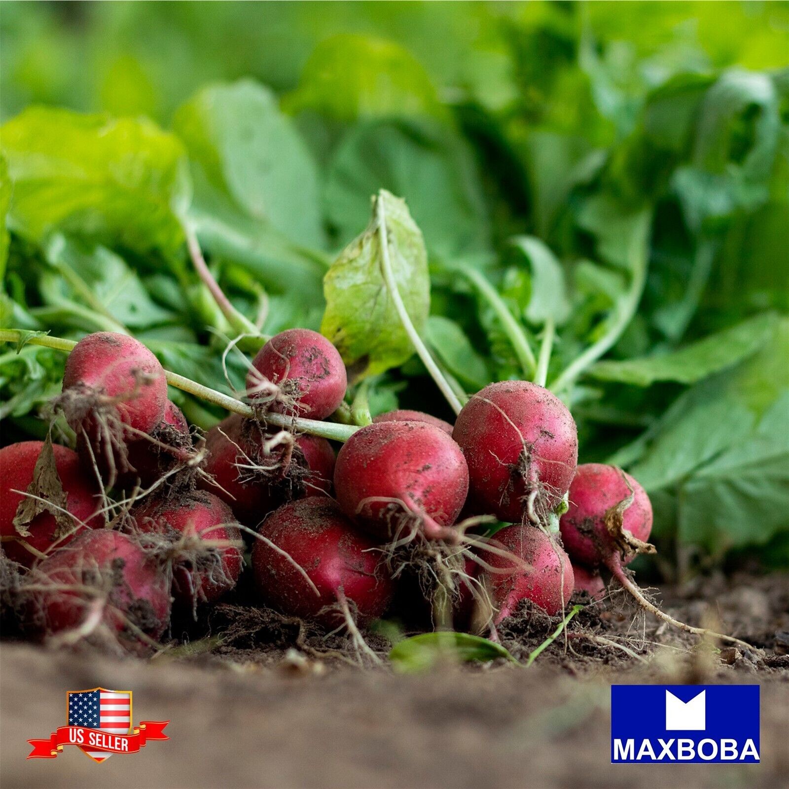 400 Radish Fresh Seeds – Champion Non-GMO Heirloom Vegetable BOGO 50% OFF