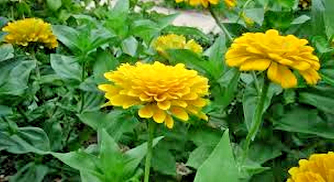 301+YELLOW ZINNIA Seeds Big Cut Flowers Summer Garden Flowering Annual Fast Easy