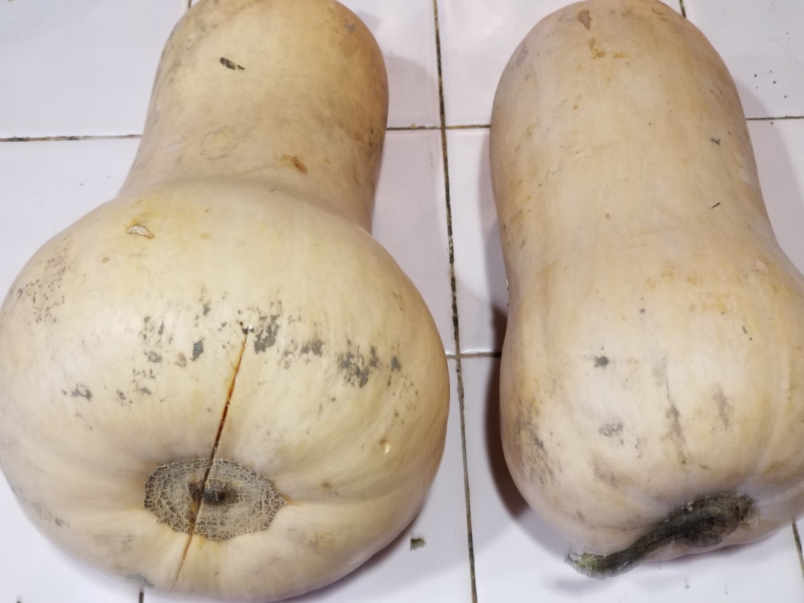 30+ Butternut Squash, Winter Waltham , ORGANIC SEEDS, FRESH, US Grower