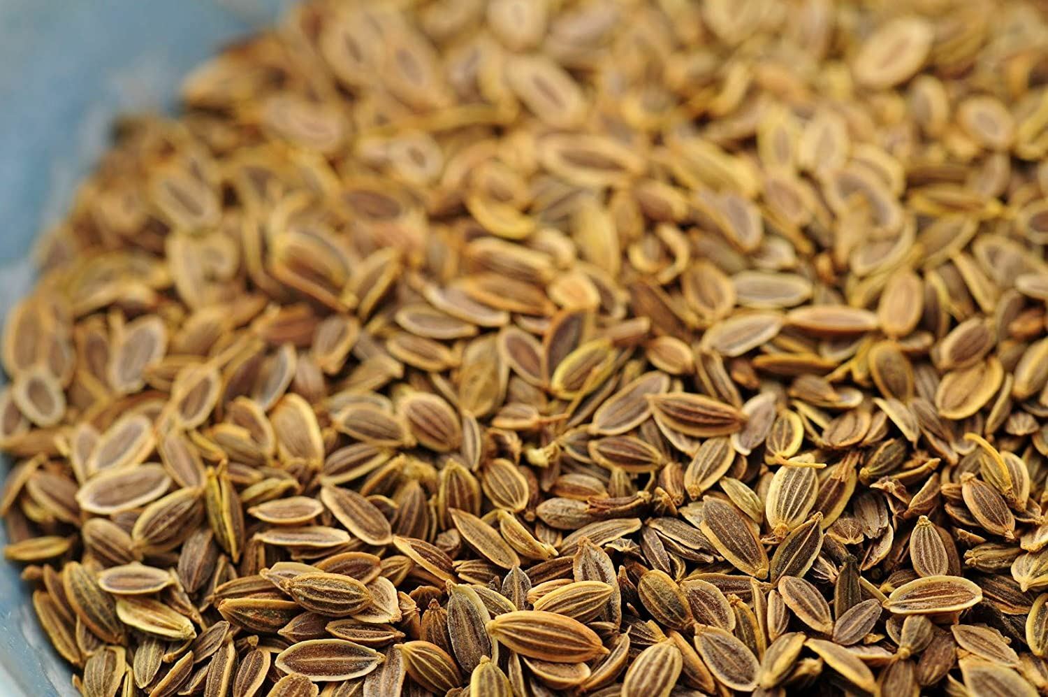 Dill Herb Seeds , Bouquet Dill Seeds, “COOL BEANS N SPROUTS” Brand. Home Gardeni