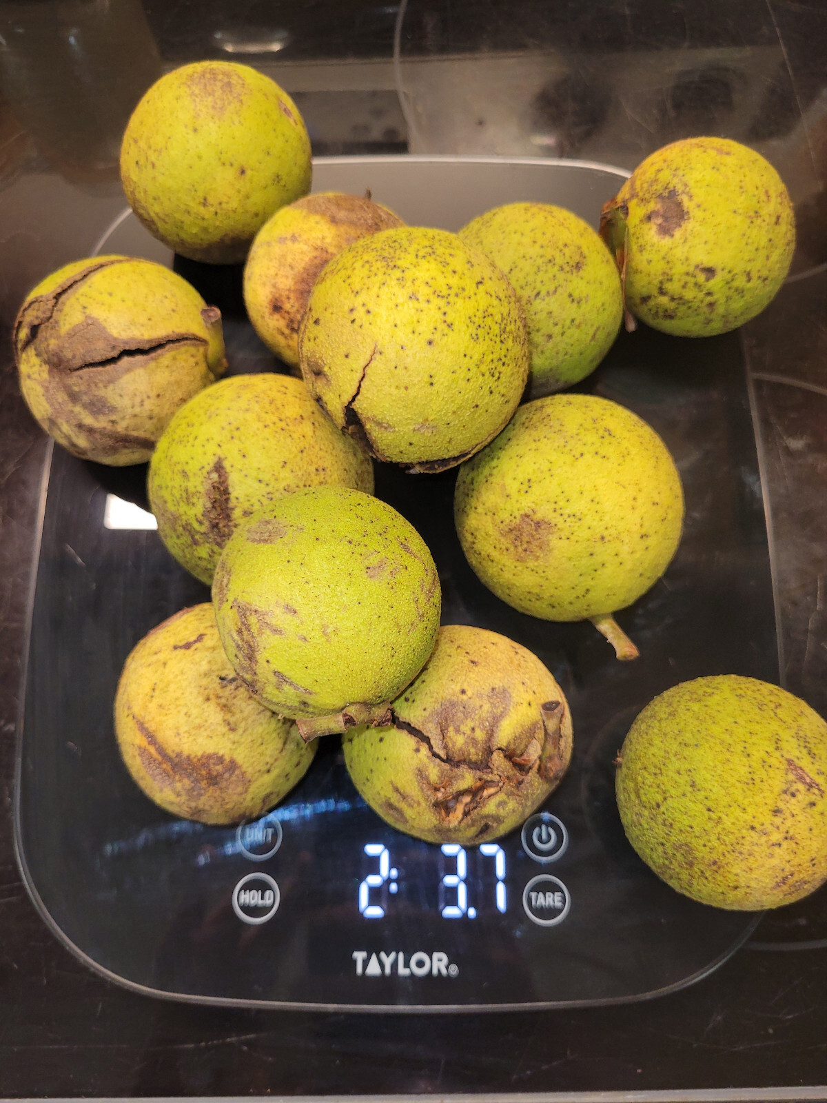 12 Black Walnut, Juglans Nigra, Wild Harvested with Hull (Sept-Oct), Fresh 2023
