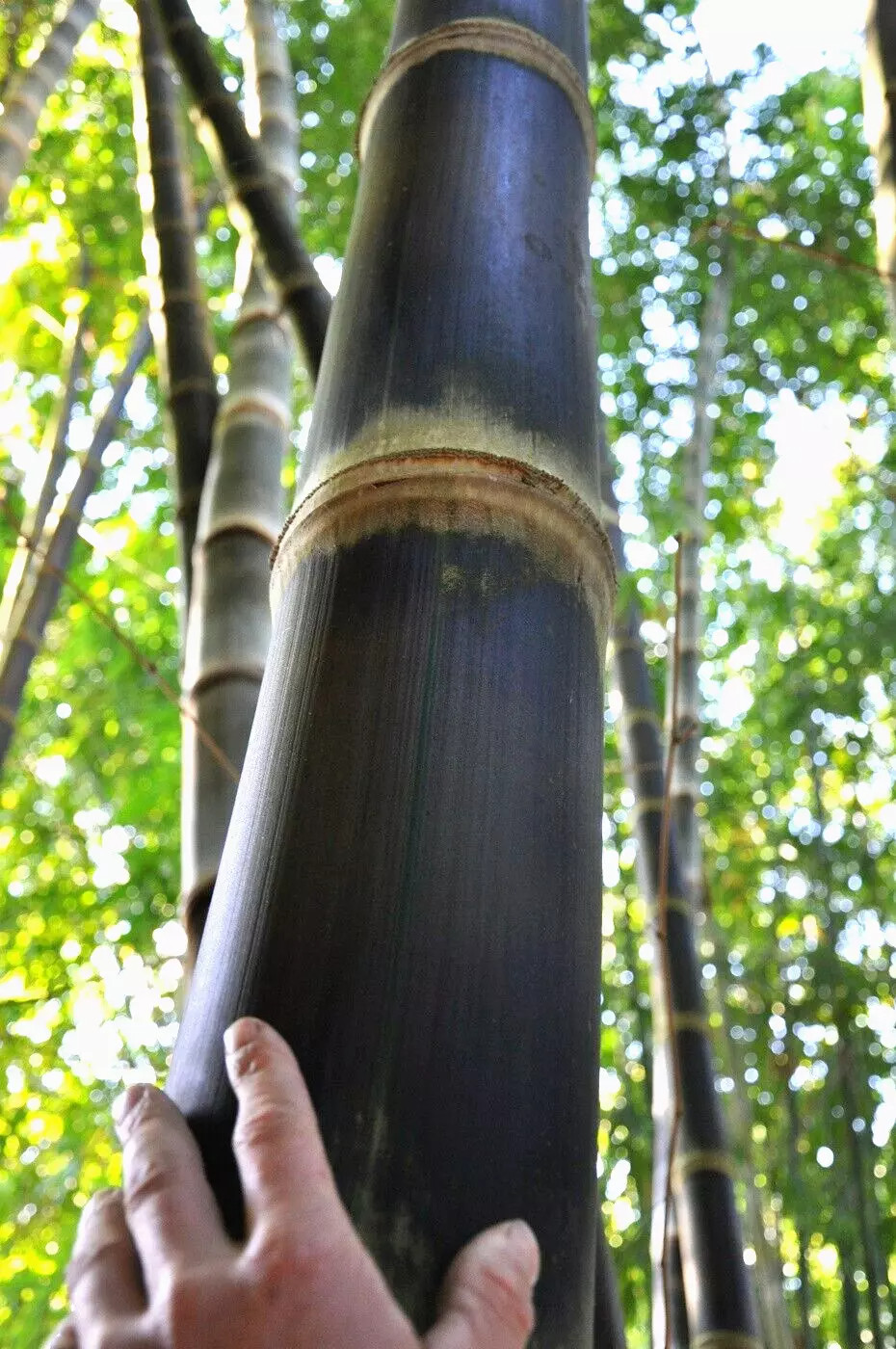 10 Black Male BAMBOO SEEDS