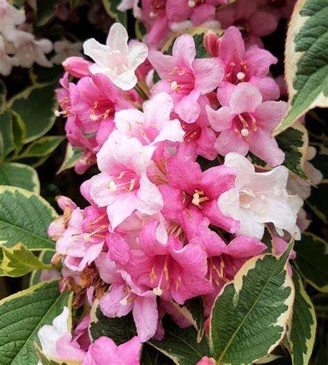 15 Weigela Florida Seeds