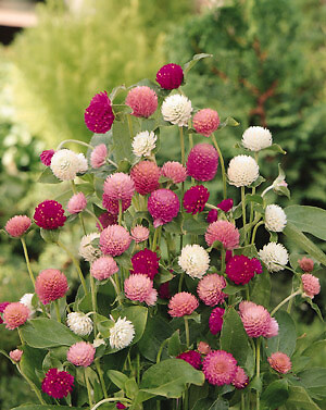 Gomphrena globosa Qis Mix 1,000 seeds
