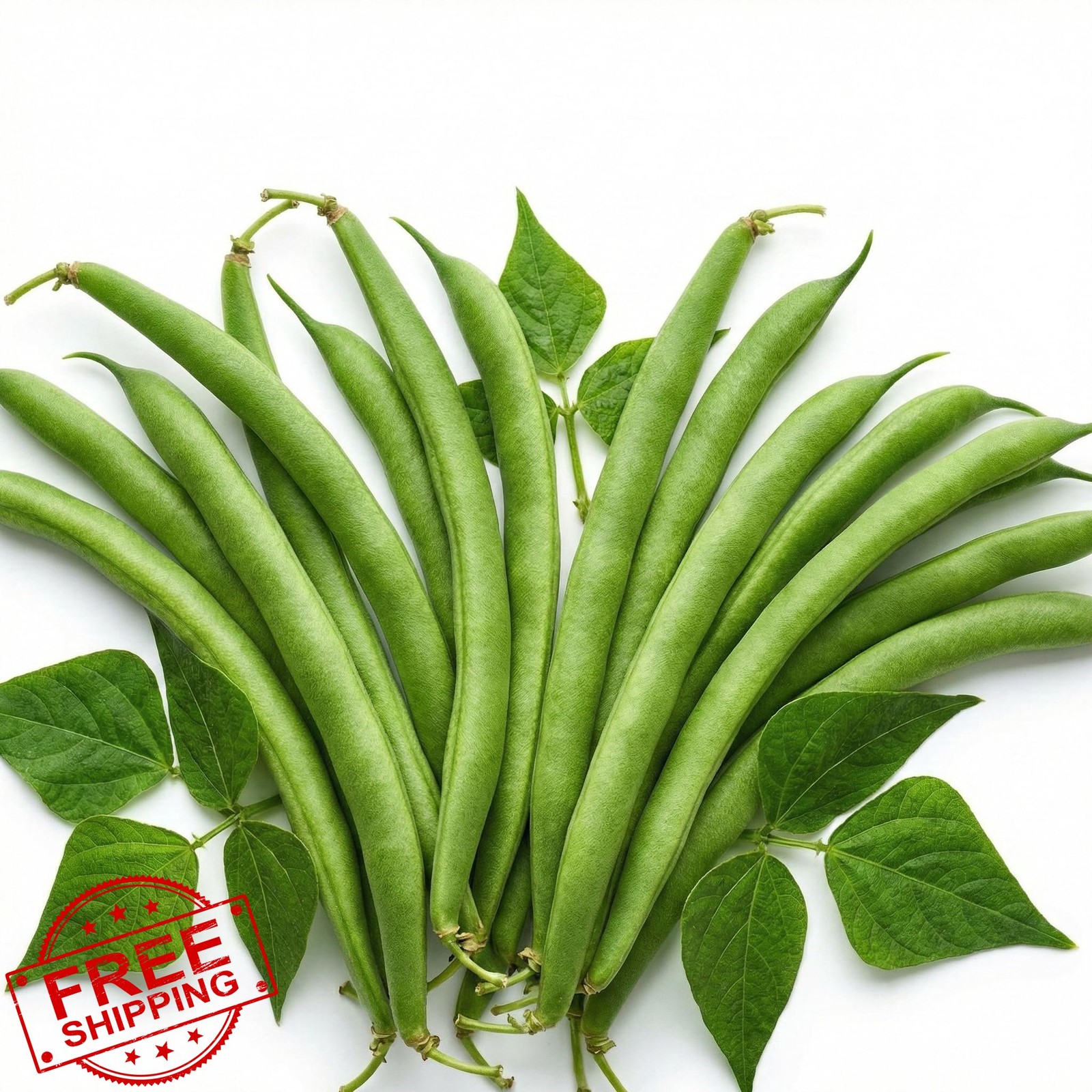 50 Green Bean Seeds Provider Bush Bean Heirloom Non-GMO USA Grown