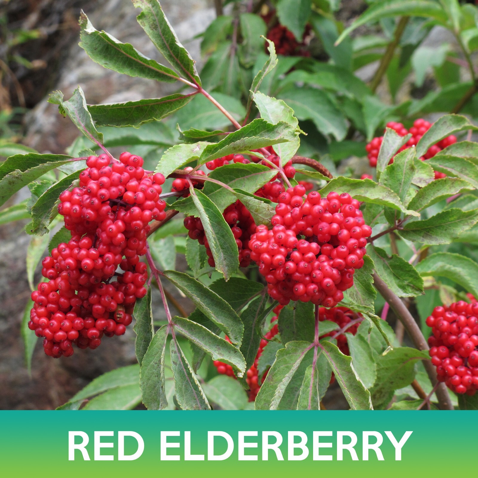 Red Elderberry Seeds, Sambucus racemosa