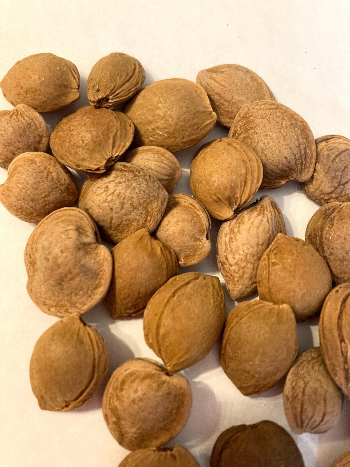 Apricot Tree Seeds Prunus Armeniaca Mandshuria Improved Tree Seed Pack
