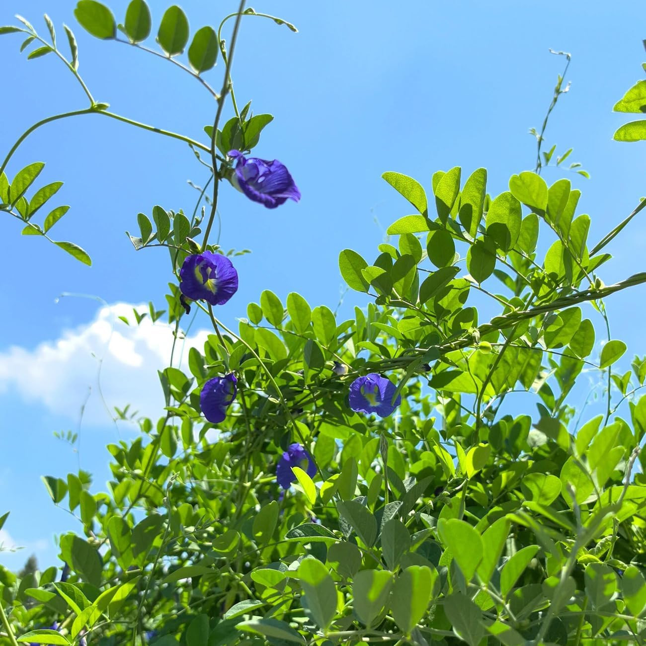 100+ Butterfly Pea Flower Seeds HOA Dau Biec Organic Clitoria Ternatea for Home